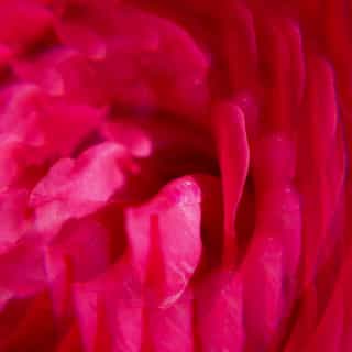 Gingembre Rouge Eau Parfumée Bienfaisante