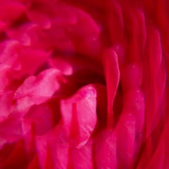 Gingembre Rouge Eau Parfumée Bienfaisante