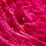 Rose Eau Parfumée Bienfaisante