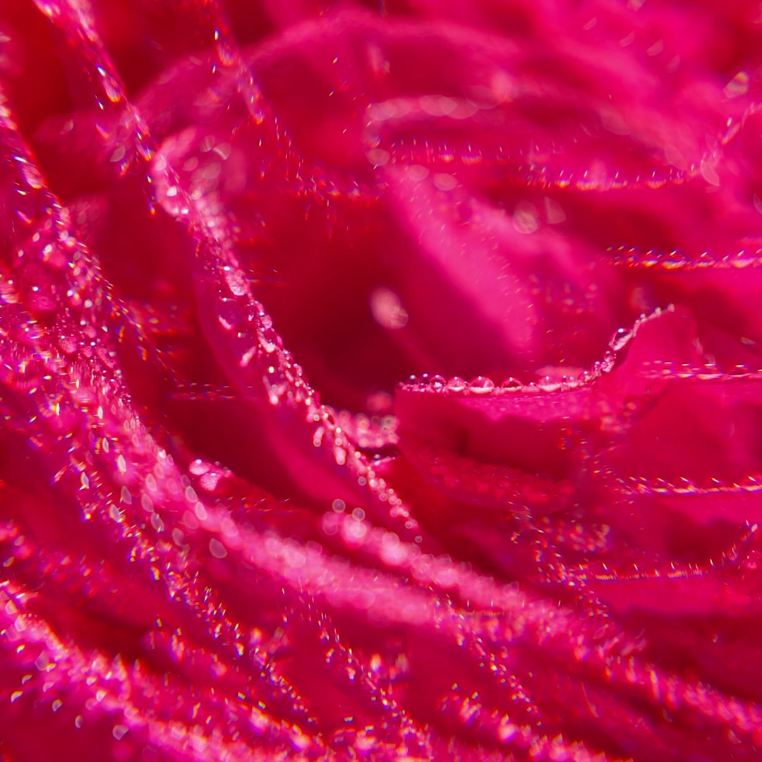 Rose Eau Parfumée Bienfaisante