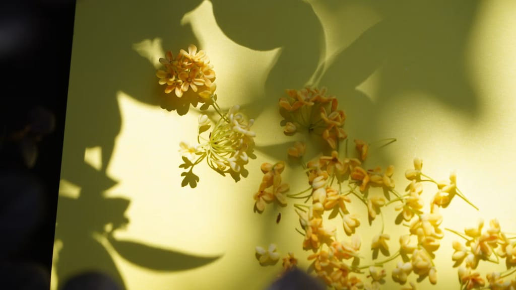 Osmanthus, la fleur secrète qui sent l'abricot : à la découverte d'une note rare